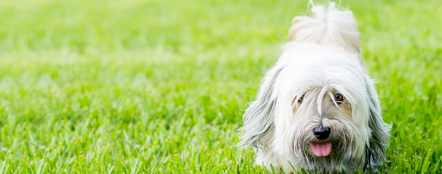 Grown Ups Inspired Dog Names Popular Male and Female Names Wag!